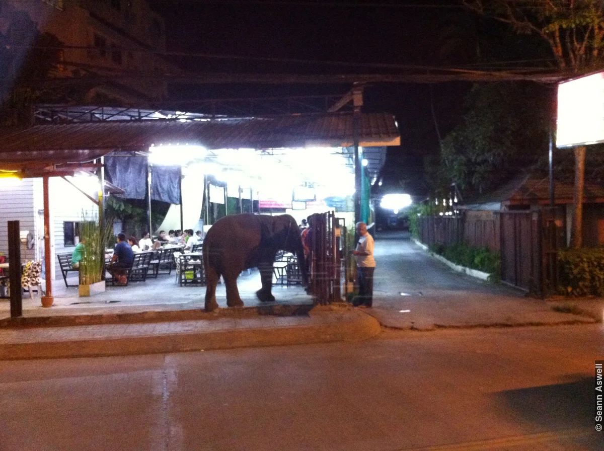 Pet Elephant