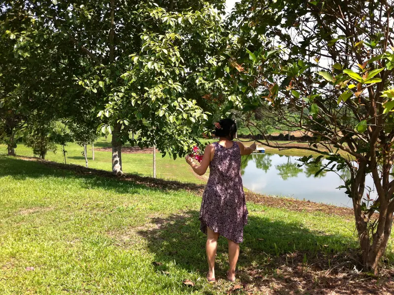 Plumeria Trees