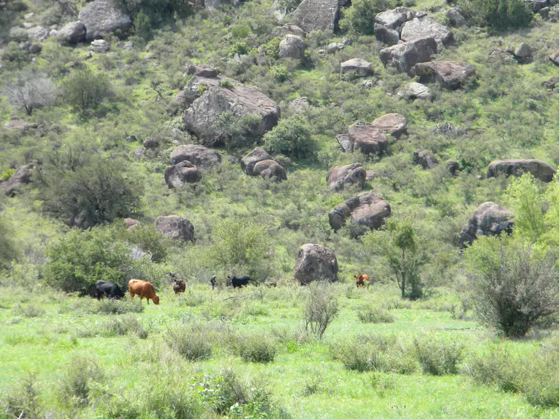 Mountain Cows