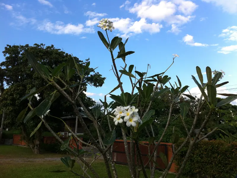 Mae Taeng - Plumeria Tree