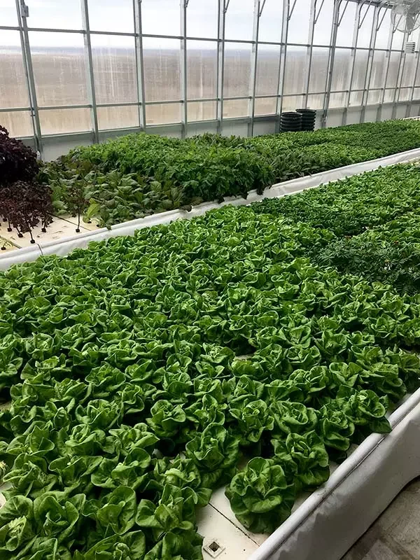 Aquaponics