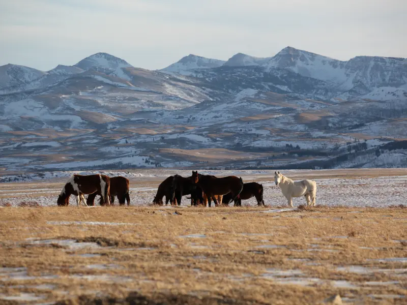 Wild Horses