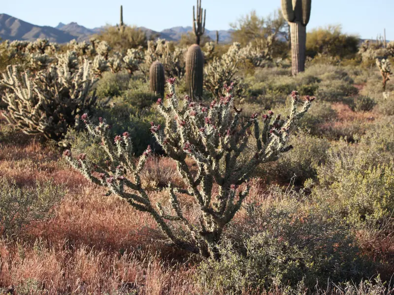 Cactus Bud