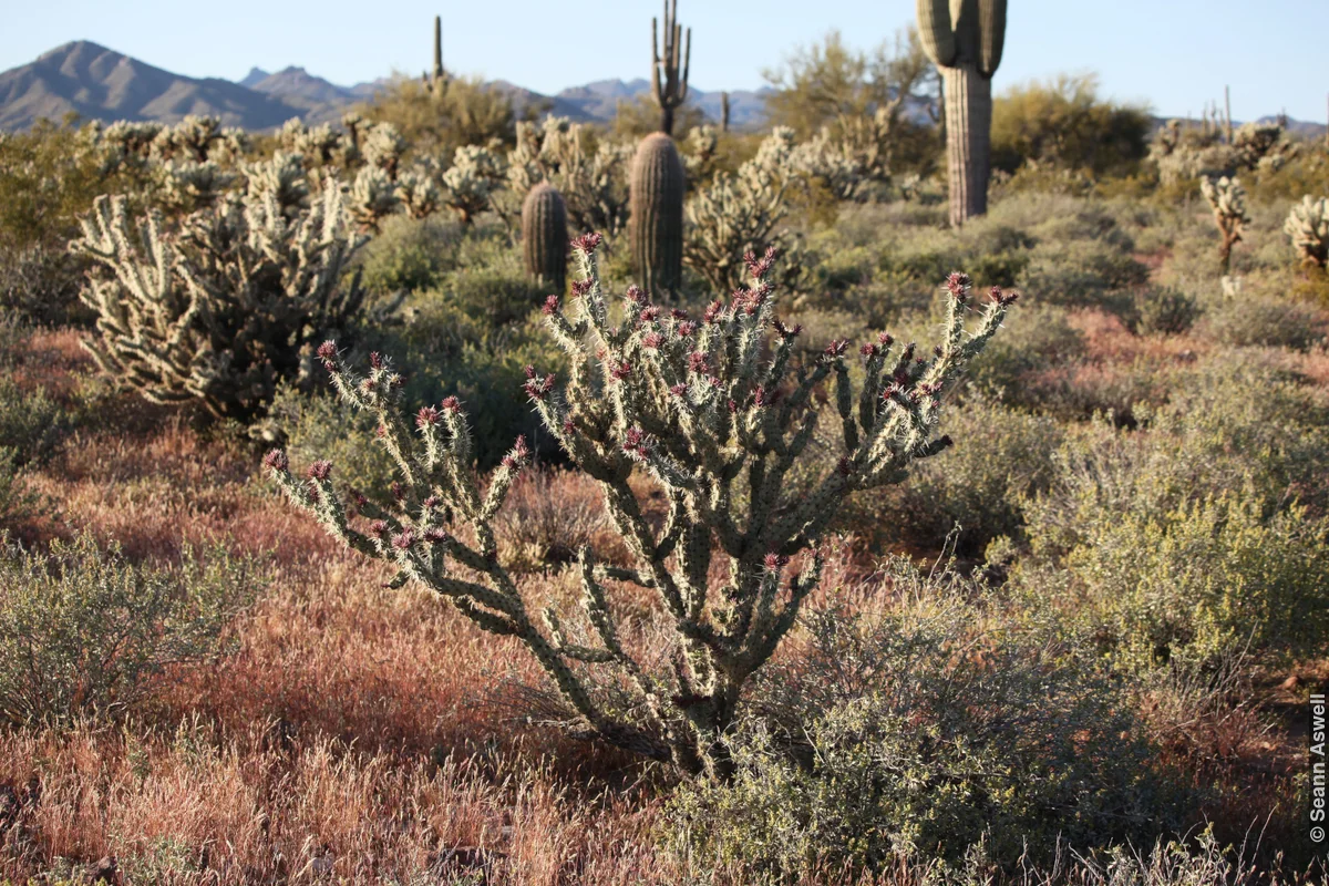 Cactus Bud