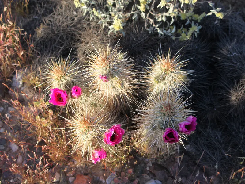 Cactus Flower