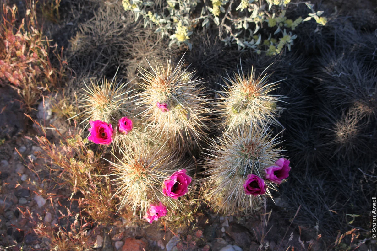 Cactus Flower