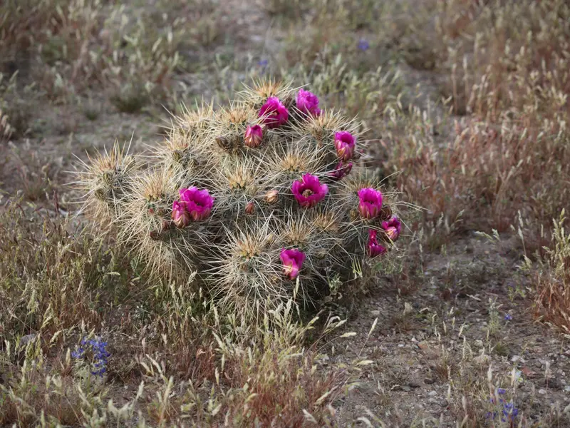 Cactus Flower 2