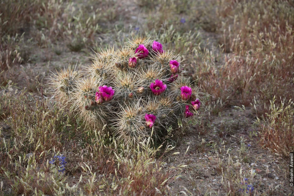 Cactus Flower 2