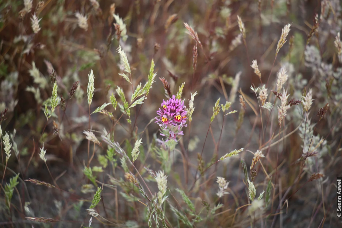 Spring Bloom