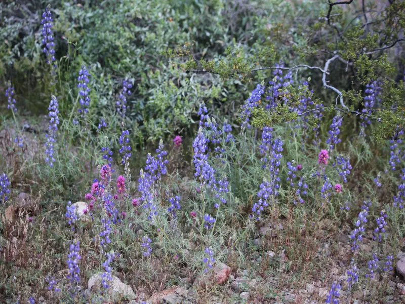 Spring Flower