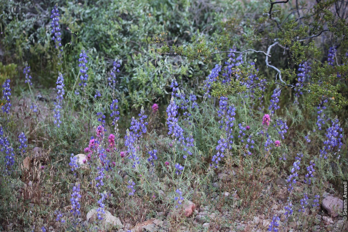 Spring Flower