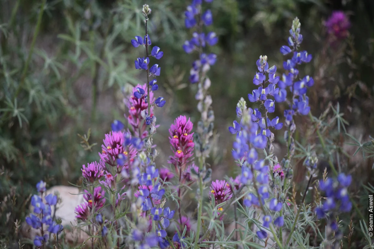 Spring Flower 2