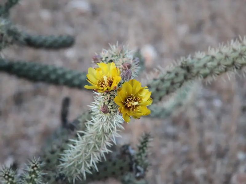 Ariziona Flower 3