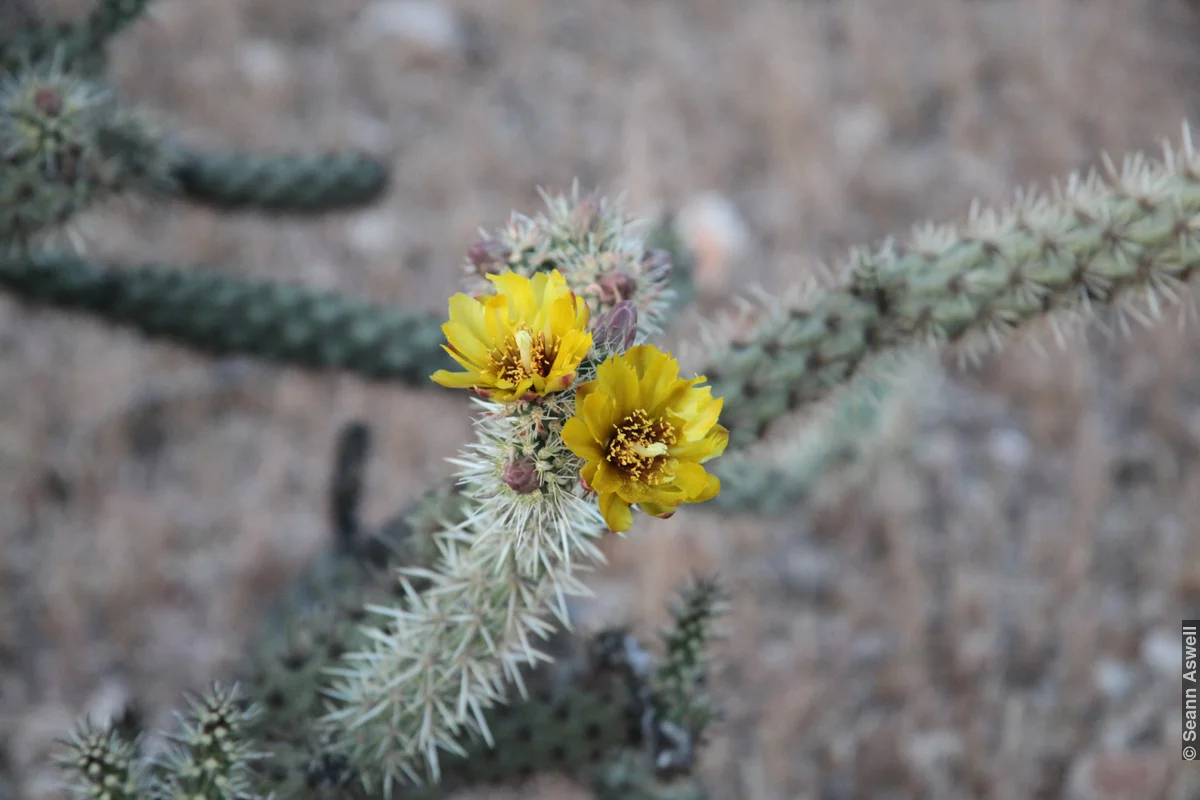 Ariziona Flower 3