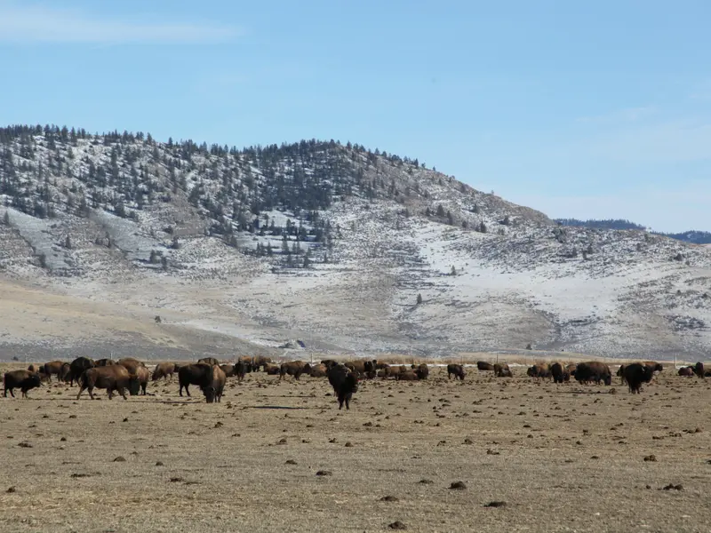 Bison Ranch