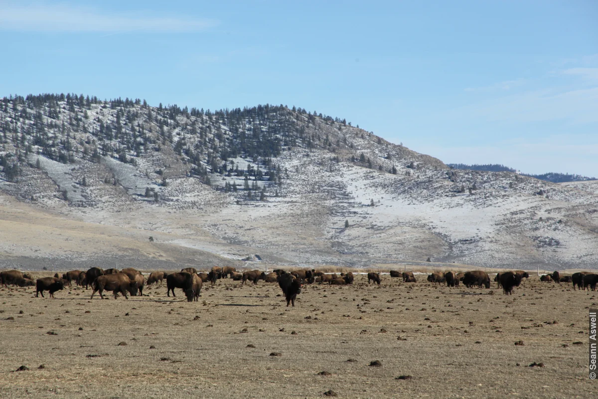 Bison Ranch