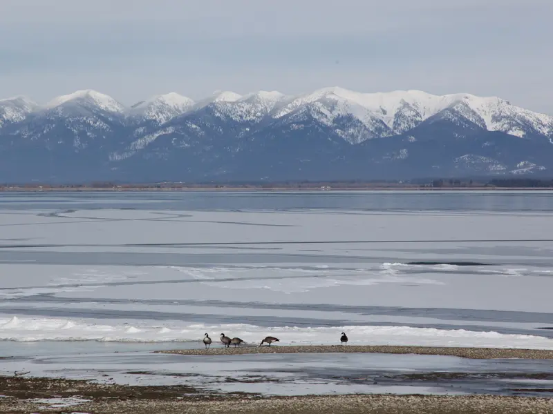 Flathead Ducks