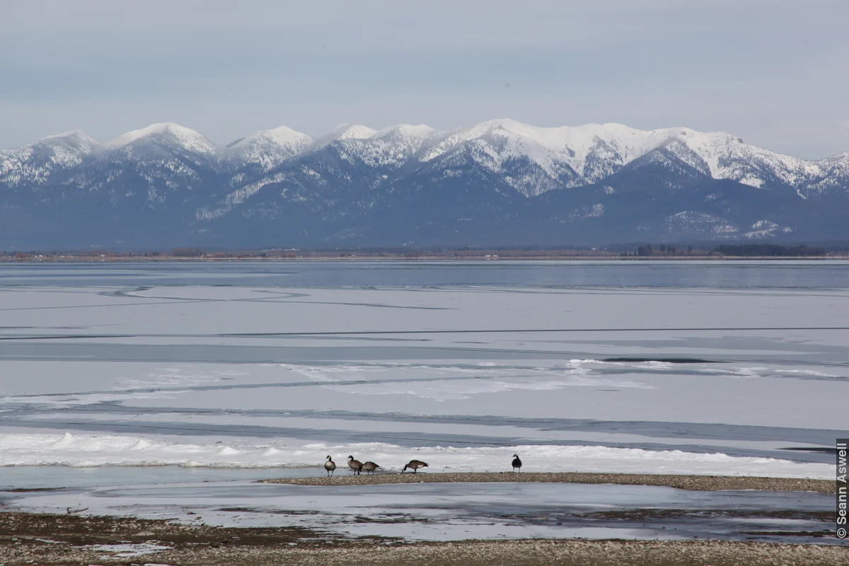 Flathead Ducks