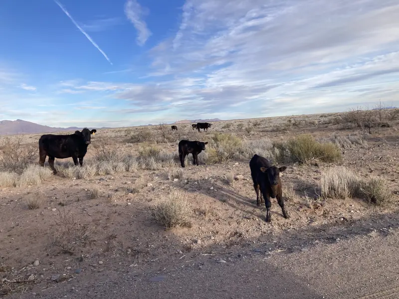 Desert Cows